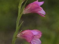 Gladiolus communis 4, Saxifraga-Jan van der Straaten