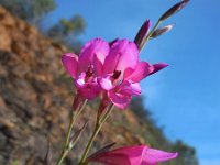 Gladiolus illyricus 12, Saxifraga-Ed Stikvoort