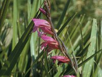 Gladiolus illyricus 4, Saxifraga-Jan van der Straaten