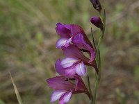 Gladiolus illyricus 9, Saxifraga-Willem van Kruijsbergen