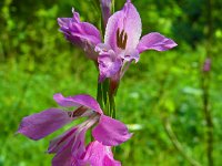 Gladiolus imbricatus 3, Saxifraga-Hans Grotenhuis