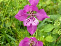 Gladiolus imbricatus 5, Saxifraga-Hans Grotenhuis