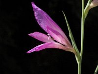 Gladiolus italicus 11, Saxifraga-Willem van Kruijsbergen