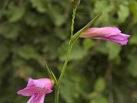 Gladiolus italicus 12, Saxifraga-Willem van Kruijsbergen