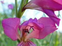 Gladiolus italicus 27, Saxifraga-Tom Heijnen