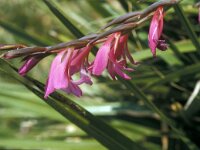 Gladiolus italicus 28, Saxifraga-Jan van der Straaten