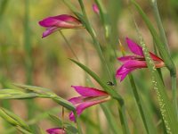 Gladiolus italicus 3, Saxifraga-Branko Bakan