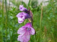 Gladiolus kotschyanus 2, Saxifraga-Ed Stikvoort