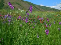 Gladiolus tenuis 2, Saxifraga-Ed Stikvoort