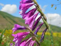 Gladiolus tenuis 4, Saxifraga-Ed Stikvoort