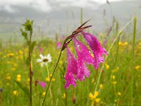 Gladiolus tenuis 5, Saxifraga-Ed Stikvoort