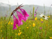 Gladiolus tenuis 6, Saxifraga-Ed Stikvoort