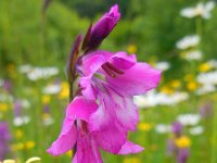 Gladiolus tenuis 7, Saxifraga-Ed Stikvoort