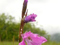 Gladiolus tenuis 8, Saxifraga-Ed Stikvoort