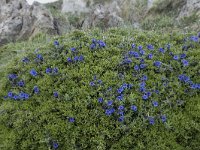 Glandora diffusa 2, Saxifraga-Willem van Kruijsbergen