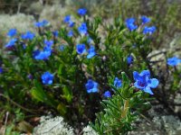 Glandora prostrata 2, Saxifraga-Ed Stikvoort