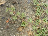 Glandularia aristigera 2, Saxifraga-Rutger Barendse