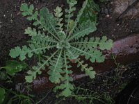 Glaucium corniculatum 3, Rode hoornpapaver, Saxifraga-Rutger Barendse