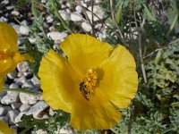 Glaucium flavum 10, Gele hoornpapaver, Saxifraga-Jasenka Topic