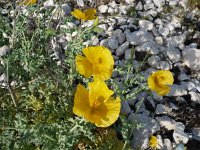 Glaucium flavum 11, Gele hoornpapaver, Saxifraga-Jasenka Topic