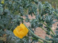 Glaucium flavum 15, Gele hoornpapaver, Saxifraga-Jeroen Willemsen