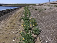 Glaucium flavum 17, Gele hoornpapaver, Saxifraga-Peter Meininger