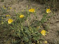 Glaucium flavum 19, Gele hoornpapaver, Saxifraga-Jan van der Straaten