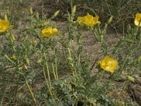 Glaucium flavum 20, Gele hoornpapaver, Saxifraga-Jan van der Straaten