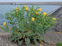 Glaucium flavum 22, Gele hoornpapaver, Saxifraga-Peter Meininger