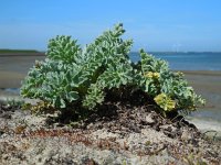 Glaucium flavum 23, Gele hoornpapaver, Saxifraga-Ed Stikvoort