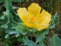 Glaucium flavum 24, Gele hoornpapaver, Saxifraga-Ed Stikvoort