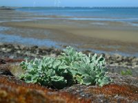 Glaucium flavum 25, Gele hoornpapaver, Saxifraga-Ed Stikvoort