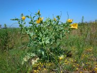 Glaucium flavum 26, Gele hoornpapaver, Saxifraga-Ed Stikvoort