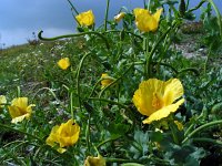 Glaucium flavum 27, Gele hoornpapaver, Saxifraga-Ed Stikvoort