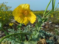 Glaucium flavum 28, Gele hoornpapaver, Saxifraga-Ed Stikvoort