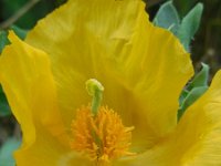 Glaucium flavum 31, Gele hoornpapaver, Saxifraga-Ed Stikvoort