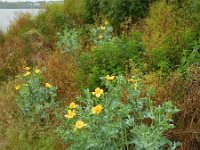 Glaucium flavum 34, Gele hoornpapaver, Saxifraga-Ed Stikvoort