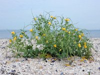 Glaucium flavum 35, Gele hoornpapaver, Saxifraga-Ed Stikvoort