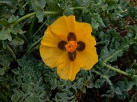 Glaucium flavum 39, Gele Hoornpapaver, Saxifraga-Peter Meininger