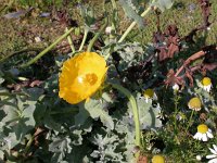 Glaucium flavum 4, Gele Hoornpapaver, Saxifraga-Peter Meininger