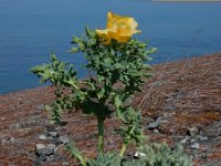 Glaucium flavum 40, Gele hoornpapaver, Saxifraga-Ed Stikvoort