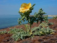 Glaucium flavum 41, Gele hoornpapaver, Saxifraga-Ed Stikvoort