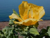 Glaucium flavum 42, Gele hoornpapaver, Saxifraga-Ed Stikvoort