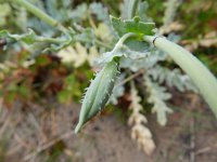 Glaucium flavum 46, Gele hoornpapaver, Saxifraga-Rutger Barendse