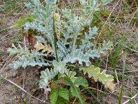 Glaucium flavum 47, Gele hoornpapaver, Saxifraga-Rutger Barendse