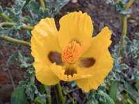 Glaucium flavum 49, Gele hoornpapaver, Saxifraga-Harry Jans