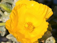 Glaucium flavum 52, Gele hoornpapaver, Saxifraga-Bart Vastenhouw