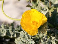 Glaucium flavum 53, Gele hoornpapaver, Saxifraga-Bart Vastenhouw