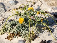 Glaucium flavum 54, Gele hoornpapaver, Saxifraga-Bart Vastenhouw