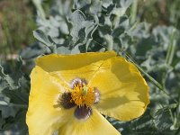 Glaucium flavum 7, Gele hoornpapaver, Saxifraga-Rutger Barendse